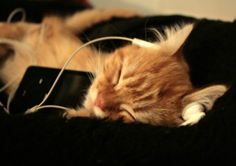 Featured image for post 'Music for cats